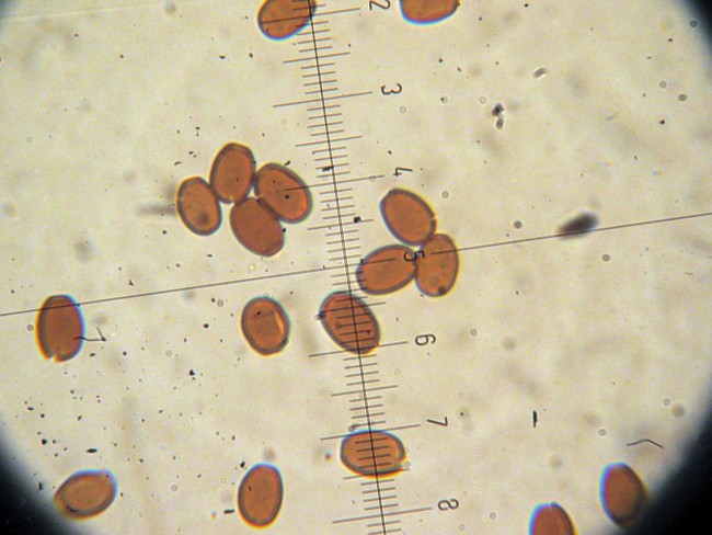 Psathyrella da determinare (Cfr. P. spadiceogrisea)